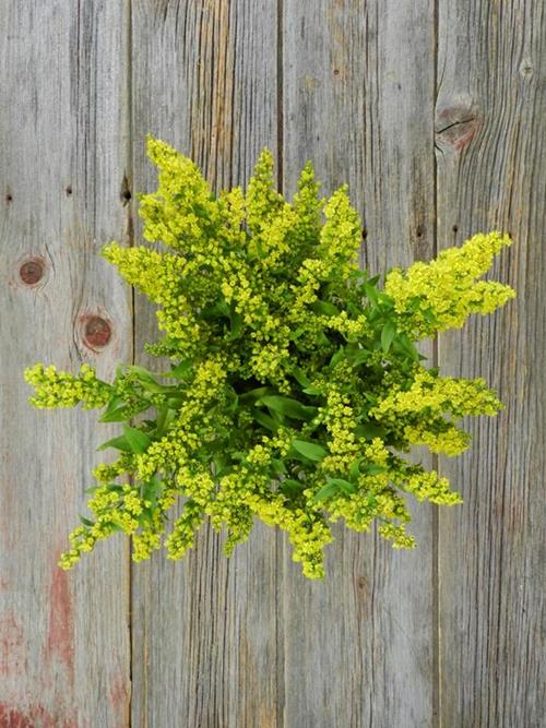 GOLDEN GLORY YELLOW ASTERS